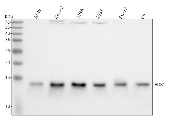 1 - Anti-ADX Rabbit Monoclonal Antibody ABO16344
