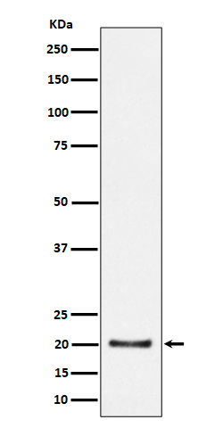 1 - Anti-CSN8 Rabbit Monoclonal Antibody ABO16347