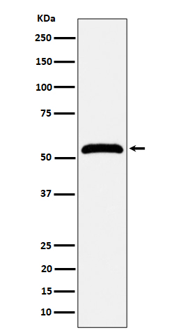 1 - Anti-MPP1 Rabbit Monoclonal Antibody ABO16351