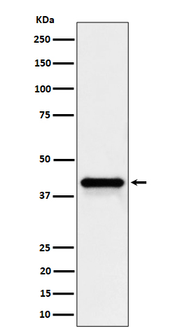1 - Anti-Wnt16 Rabbit Monoclonal Antibody ABO16352