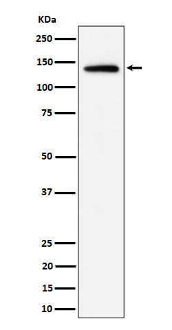 1 - Anti-Importin 9 / RANBP9 Rabbit Monoclonal Antibody ABO16354