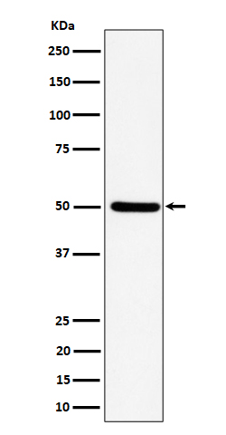 1 - Anti-UBA3 Rabbit Monoclonal Antibody ABO16355