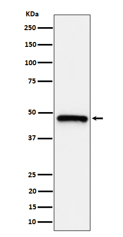 1 - Anti-ING1 Rabbit Monoclonal Antibody ABO16357