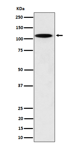 1 - Anti-N4BP1 Rabbit Monoclonal Antibody ABO16363