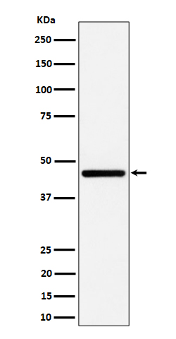 1 - Anti-GNA13 Rabbit Monoclonal Antibody ABO16364
