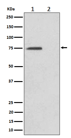 1 - Anti-Phospho-eIF4B (S406) Rabbit Monoclonal Antibody ABO16368
