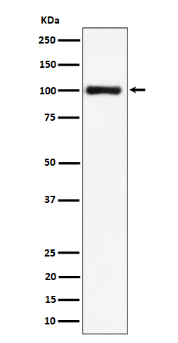 1 - Anti-Nucleolin Rabbit Monoclonal Antibody ABO16369