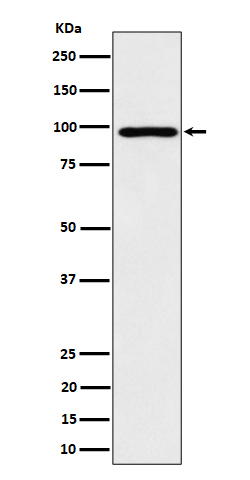 1 - Anti-AKAP 95 Rabbit Monoclonal Antibody ABO16371