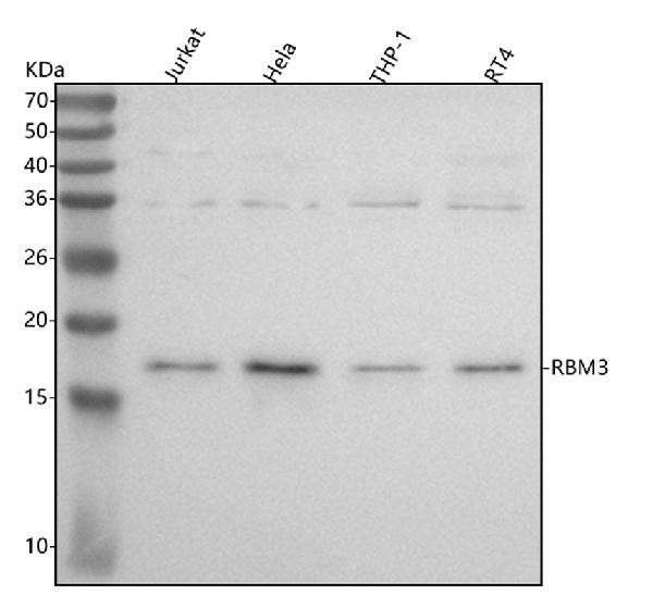 1 - Anti-RBM3 Rabbit Monoclonal Antibody ABO16372