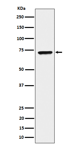 1 - Anti-CTP synthase / CTPS Rabbit Monoclonal Antibody ABO16373