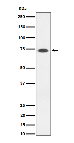 1 - Anti-SSTR3 Rabbit Monoclonal Antibody ABO16375