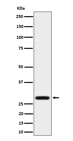 1 - Anti-PEF1 Rabbit Monoclonal Antibody ABO16376