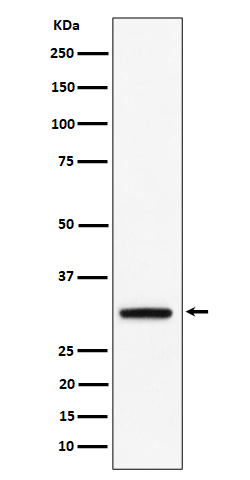 1 - Anti-PLSCR3 Rabbit Monoclonal Antibody ABO16377