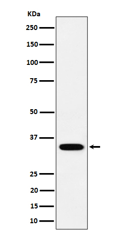 1 - Anti-PPCS Rabbit Monoclonal Antibody ABO16379