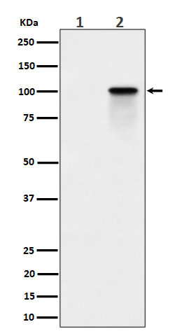 1 - Anti-Phospho-Nucleolin (T84) Rabbit Monoclonal Antibody ABO16381