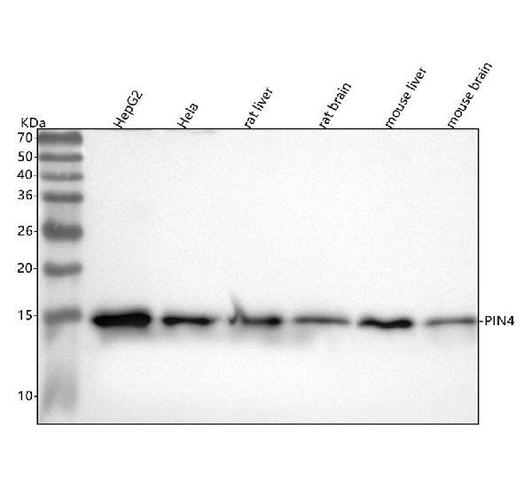 1 - Anti-PIN4 Rabbit Monoclonal Antibody ABO16383