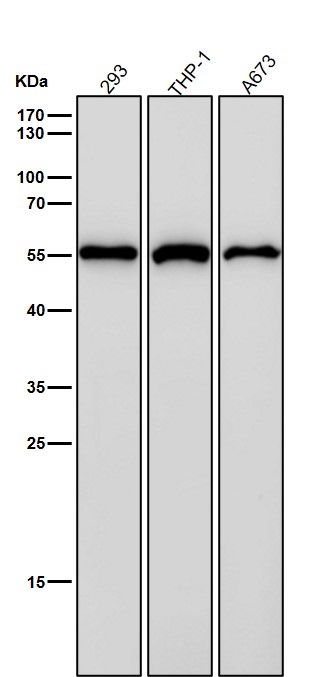 1 - Anti-NUP50 Rabbit Monoclonal Antibody ABO16384