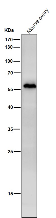1 - Anti-NUP50 Rabbit Monoclonal Antibody ABO16384
