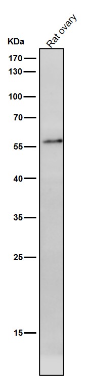 1 - Anti-NUP50 Rabbit Monoclonal Antibody ABO16384