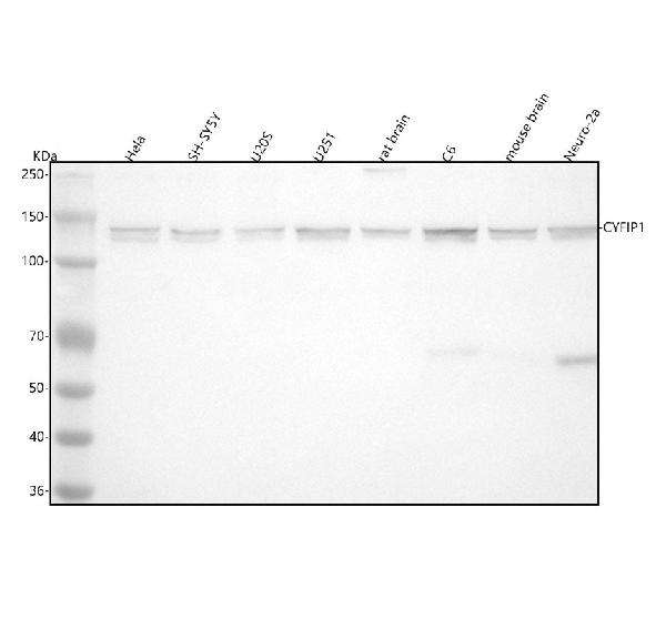 1 - Anti-CYFIP1 Rabbit Monoclonal Antibody ABO16389