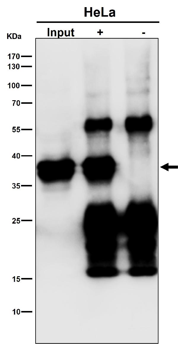 1 - Anti-MAS1L Rabbit Monoclonal Antibody ABO16392