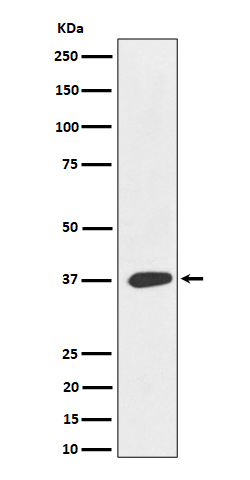 1 - Anti-MAS1L Rabbit Monoclonal Antibody ABO16392