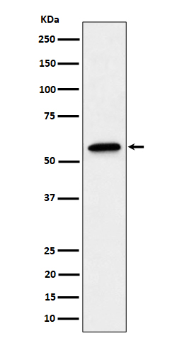 1 - Anti-SF3A3 Rabbit Monoclonal Antibody ABO16393