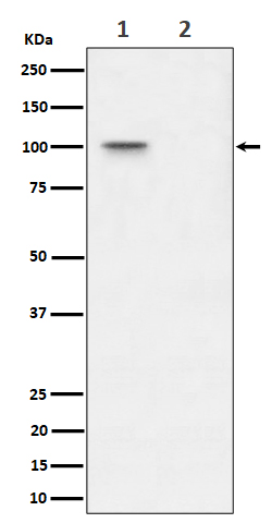 1 - Anti-Phospho-Nucleolin (T76) Rabbit Monoclonal Antibody ABO16396