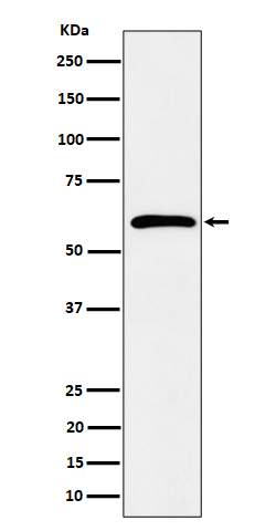 1 - Anti-Syndecan 3 Rabbit Monoclonal Antibody ABO16397