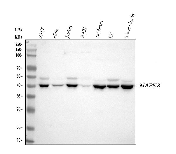 1 - Anti-JNK1 Rabbit Monoclonal Antibody ABO16398