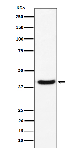 1 - Anti-GNAI2 Rabbit Monoclonal Antibody ABO16401
