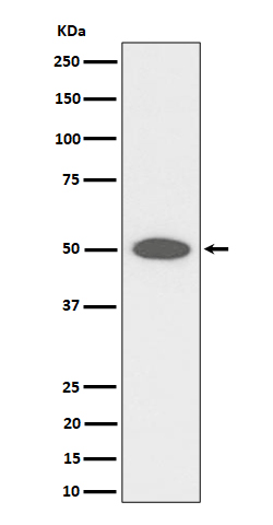 1 - Anti-CEP43 Rabbit Monoclonal Antibody ABO16403