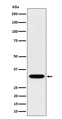 1 - Anti-TSFM Rabbit Monoclonal Antibody ABO16408
