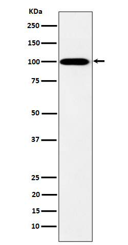1 - Anti-MYO19 Rabbit Monoclonal Antibody ABO16409