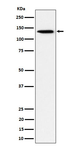 1 - Anti-TRIM24 Rabbit Monoclonal Antibody ABO16410
