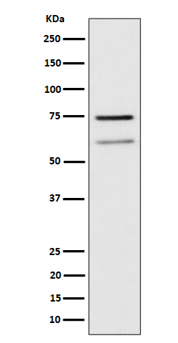 1 - Anti-WDR1 Rabbit Monoclonal Antibody ABO16411