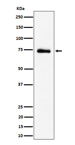 1 - Anti-RAVER2 Rabbit Monoclonal Antibody ABO16415