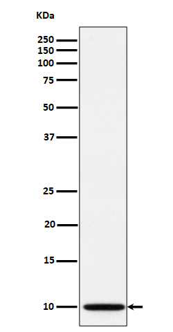 1 - Anti-NDUFA1 Rabbit Monoclonal Antibody ABO16416