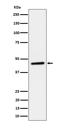 1 - Anti-TAPP1 Rabbit Monoclonal Antibody ABO16417