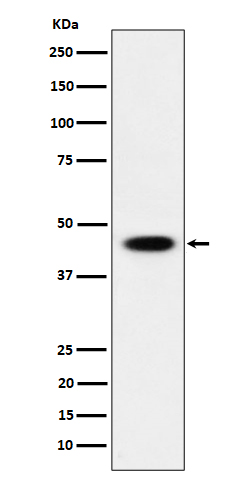 1 - Anti-AdSS 2 Rabbit Monoclonal Antibody ABO16421
