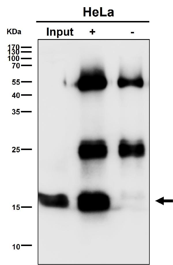 1 - Anti-SFT Rabbit Monoclonal Antibody ABO16425