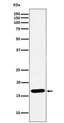 1 - Anti-SFT Rabbit Monoclonal Antibody ABO16425