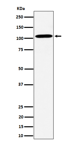 1 - Anti-USO1 Rabbit Monoclonal Antibody ABO16427