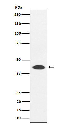1 - Anti-NUDT19 Rabbit Monoclonal Antibody ABO16428