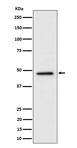 1 - Anti-TOR4A Rabbit Monoclonal Antibody ABO16429