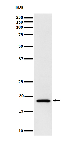 1 - Anti-eIF1A Rabbit Monoclonal Antibody ABO16431