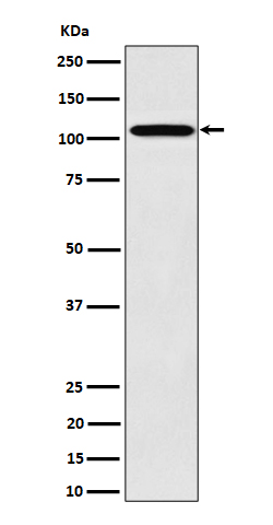 1 - Anti-Nup107 Rabbit Monoclonal Antibody ABO16432