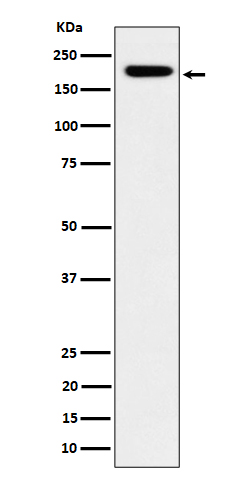 1 - Anti-IQGAP2 Rabbit Monoclonal Antibody ABO16433