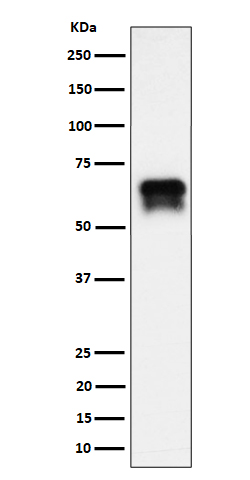 1 - Anti-PCTAIRE1 Rabbit Monoclonal Antibody ABO16434