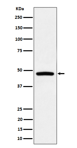 1 - Anti-PREB Rabbit Monoclonal Antibody ABO16435